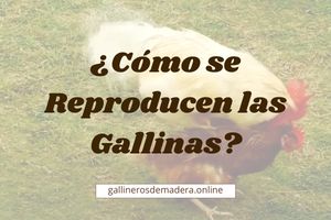 ▷ ¿Cómo se reproducen las Gallinas? Opiniones Expertas
